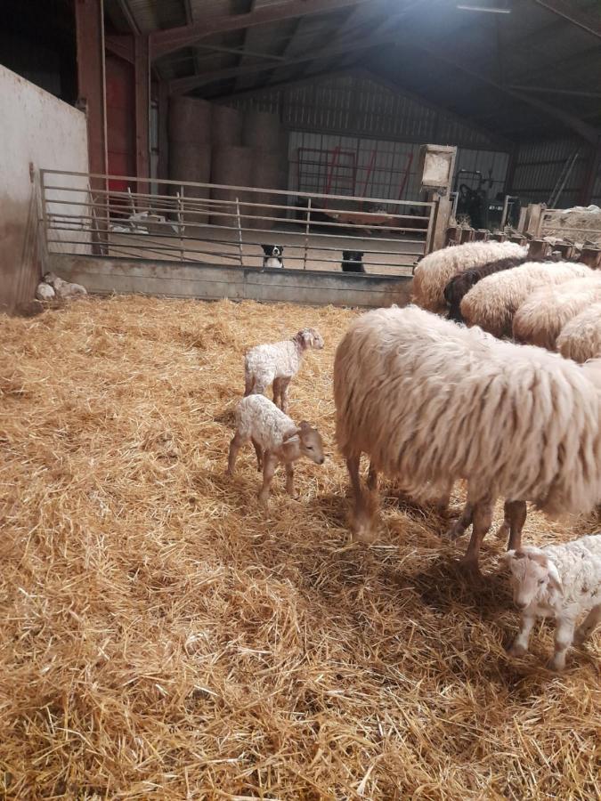 Gite A La Ferme Larranda Suhescun Buitenkant foto